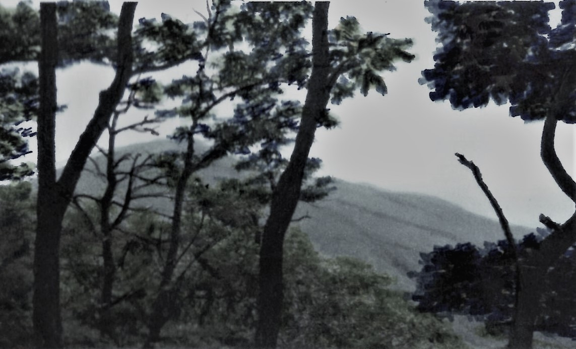 40. 나무숲 뒤로 칠갑산 정상이 보인다.jpg