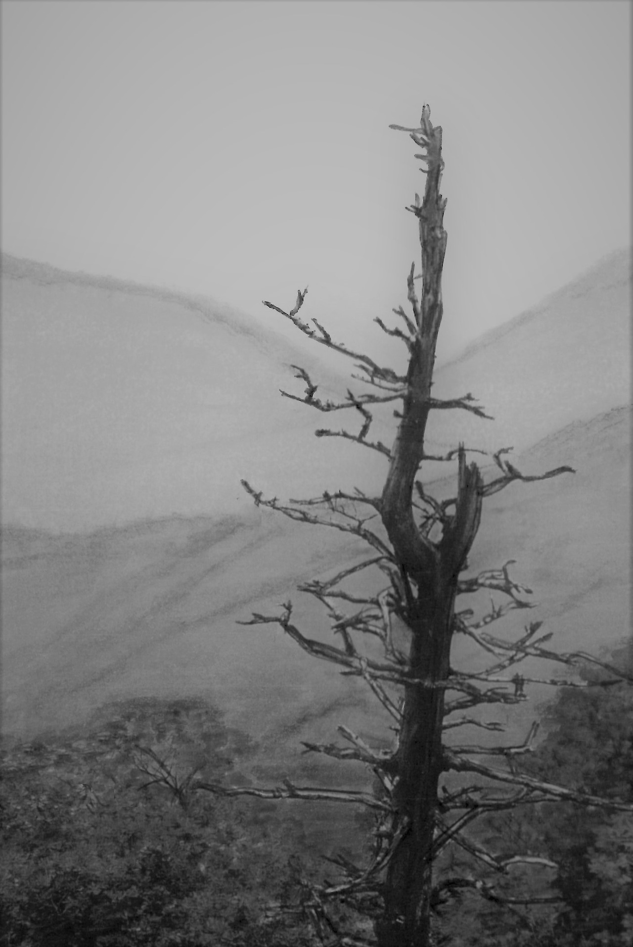 52. 용마산 비탈의 고사목이 쓸쓸해 보인다.jpg