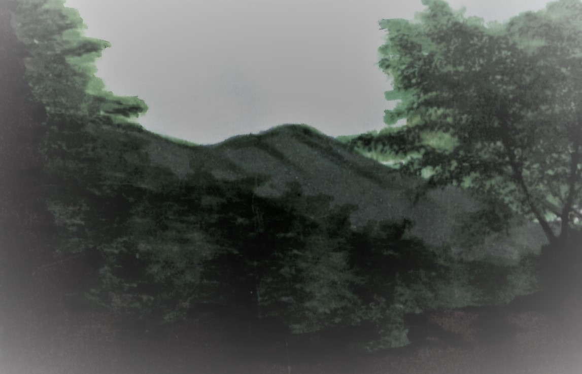 64. 수림 사이로 막 내려선 천등산 정상을 올려다본다.jpg