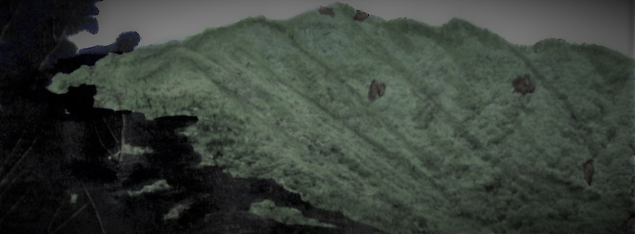 10. 등로에서 나무 사이로 군자산 정상을 가늠한다.jpg