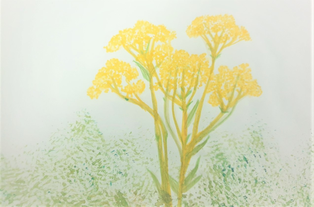 선자령 금마타리.jpg