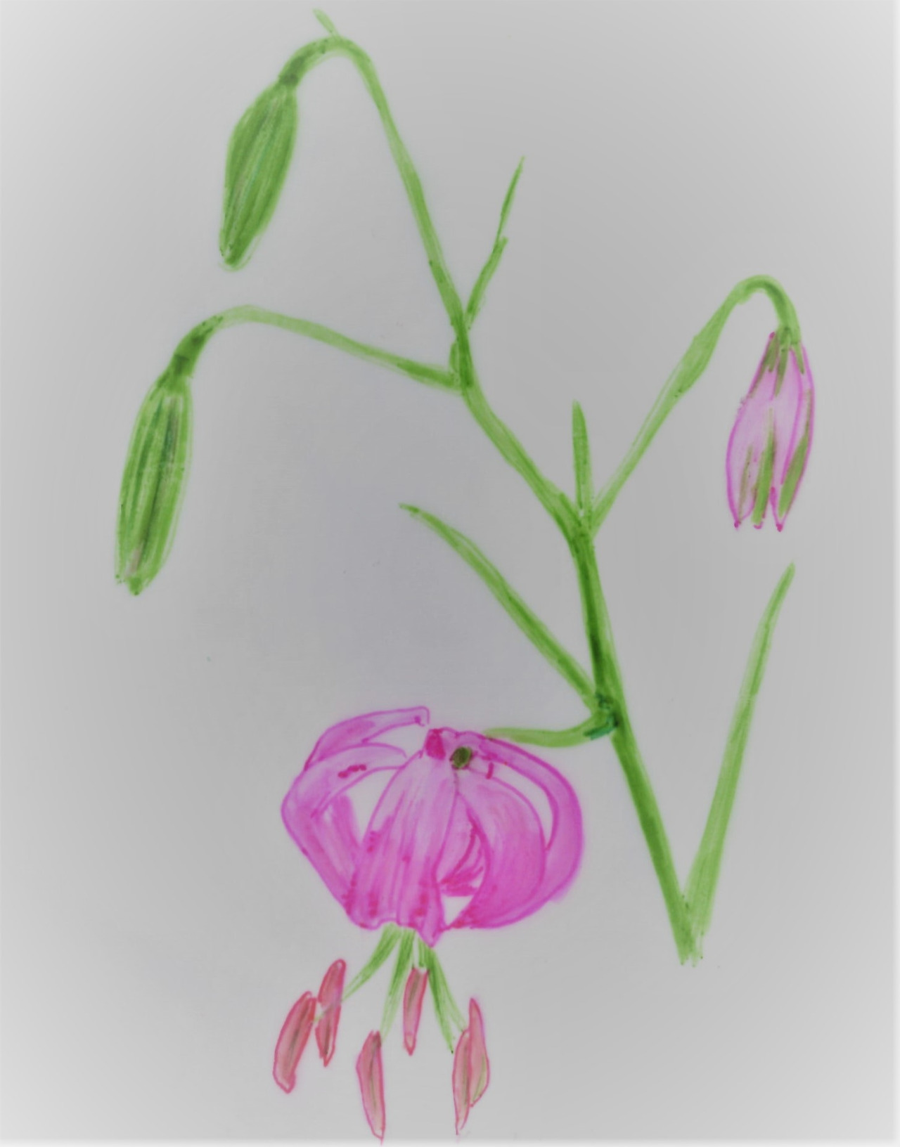 17. 희귀 야생식물 솔나리를 소백산에서 볼 수 있었다.jpg