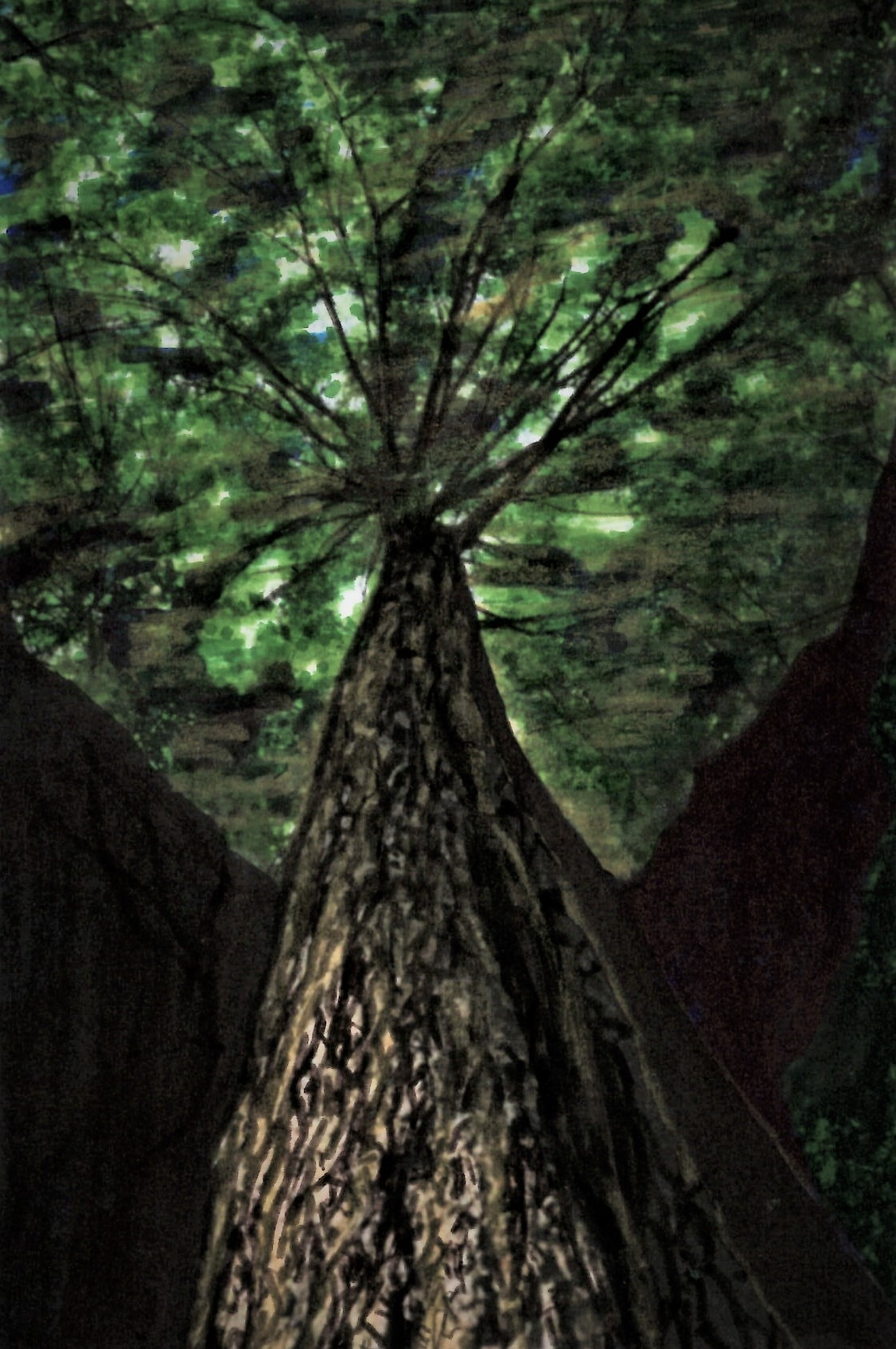 21. 비탈 나무숲에서도 튼실하게 기둥을 뻗어올린다.jpg