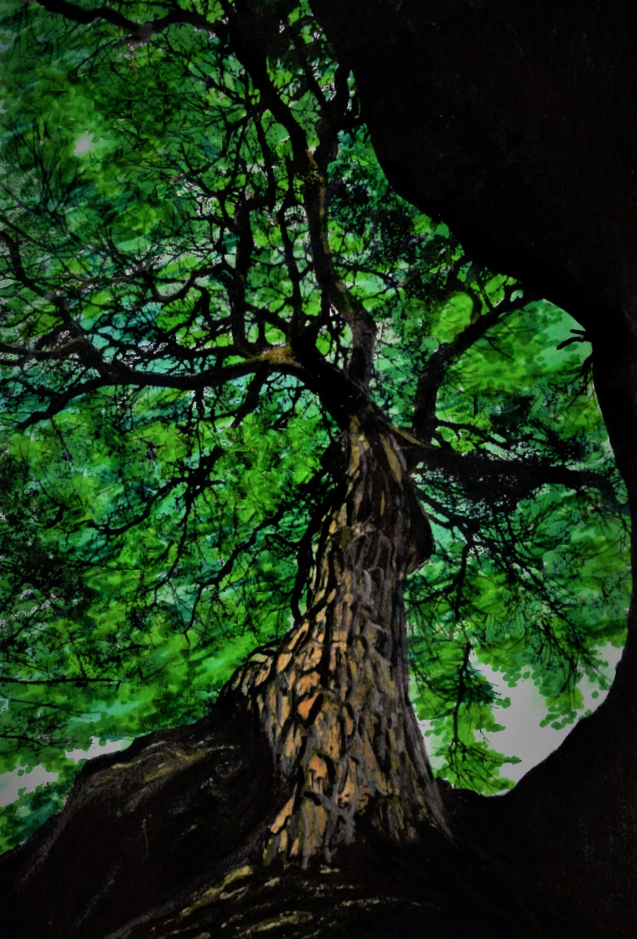 63. 임도를 지나기 전의 소나무 숲이 푸른 그늘을 만들어준다.jpg