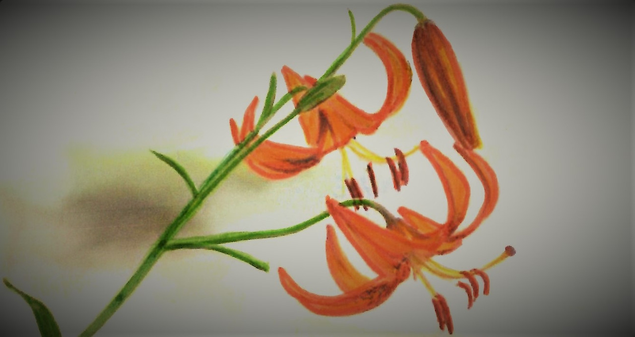 28. 몸을 숙여 털중나리의 고운 자태를 감상해본다.jpg