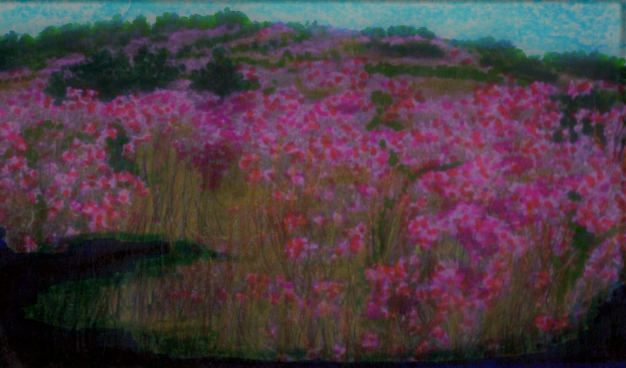 61. 활짝 핀 철쭉이 황매산을 화사하게 물들이고 있다.jpg