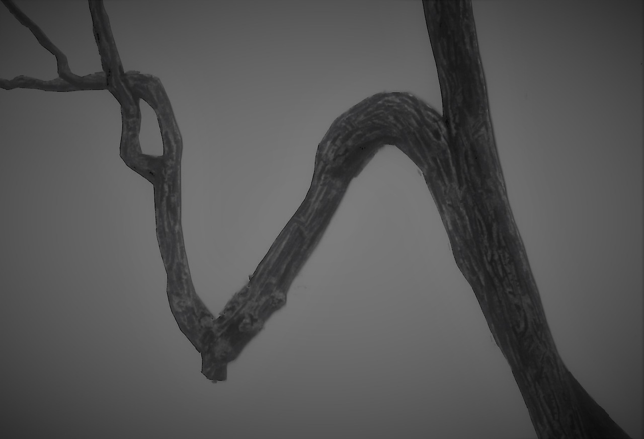 백덕산-백덕산의 랜드마크인 N자형 나무.jpg