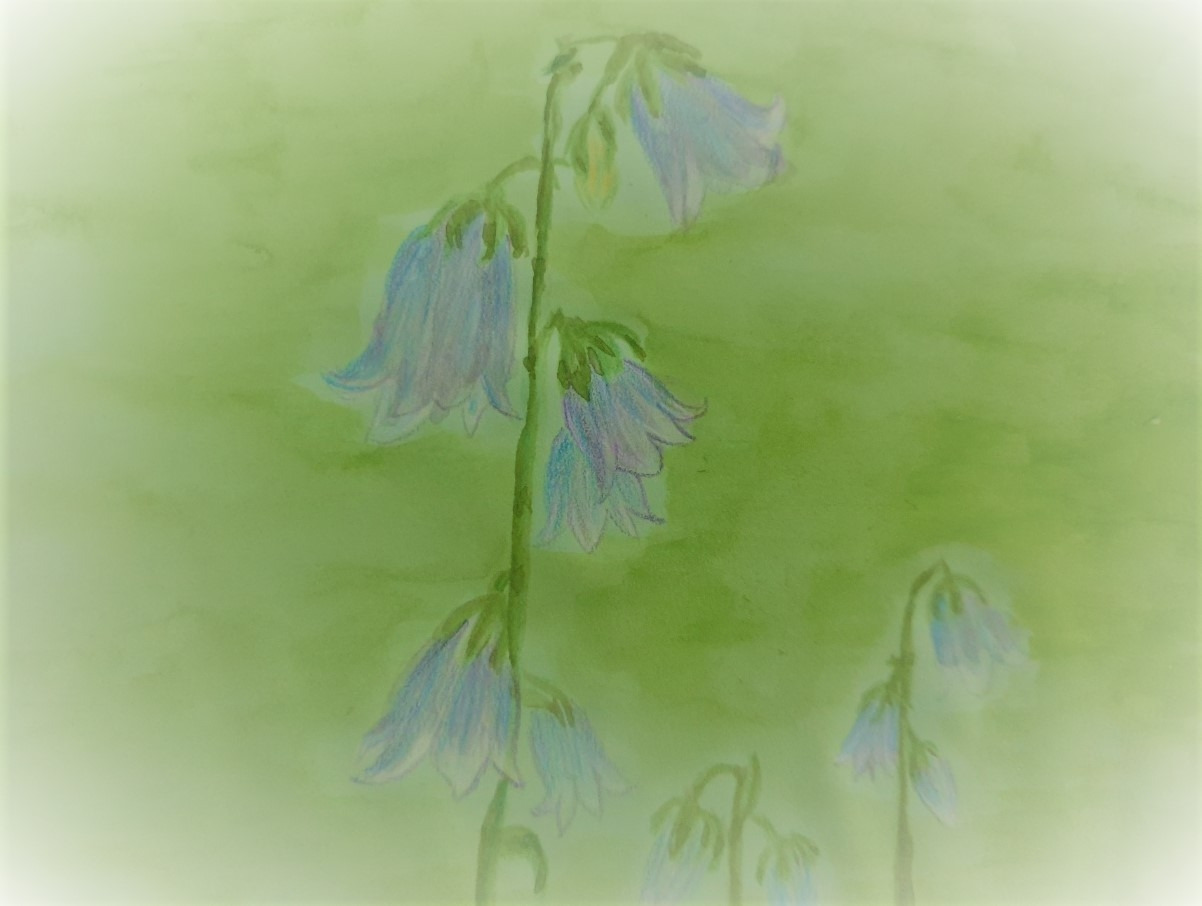 선자령 모시대.jpg