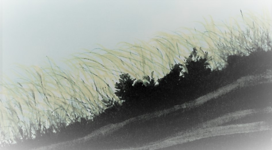 58. 철 이른 억새지만 곧 여물어 은빛으로 일렁일 것이다.jpg