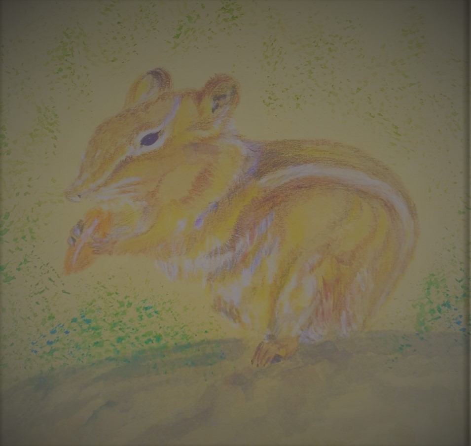 노인봉 정상의 다람쥐는 사람들과 친숙하다.jpg