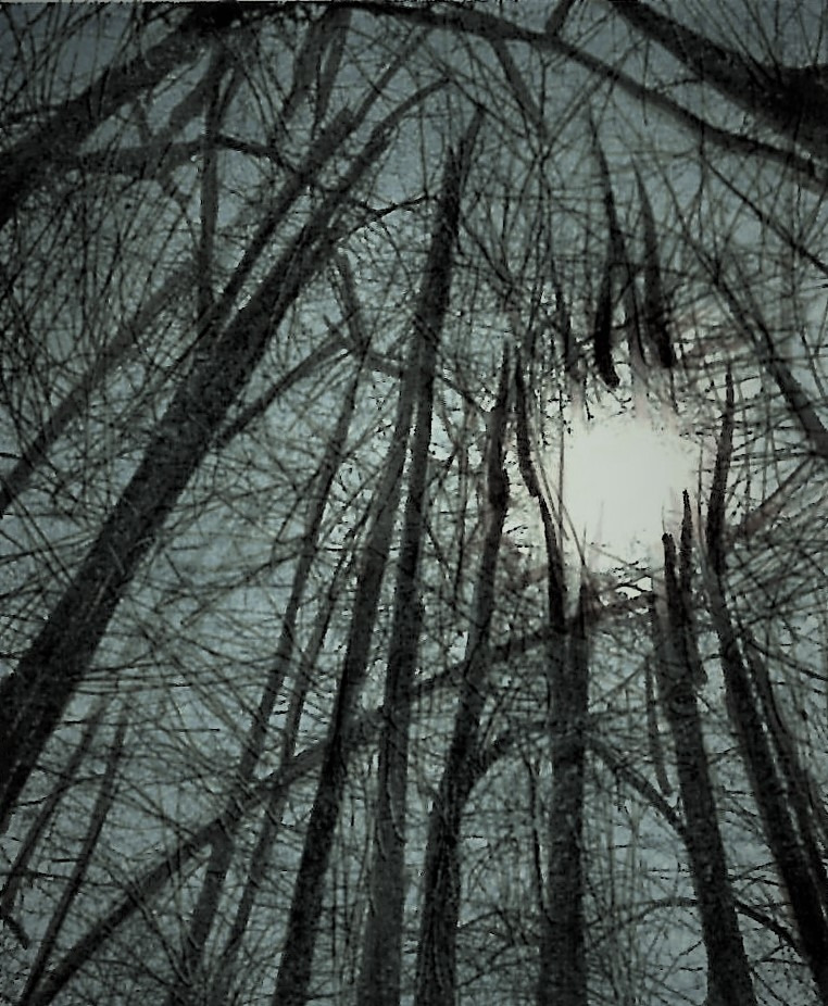 24. 겨울산에서 내려왔지만 숲은 봄이 움트는 중이다.jpg