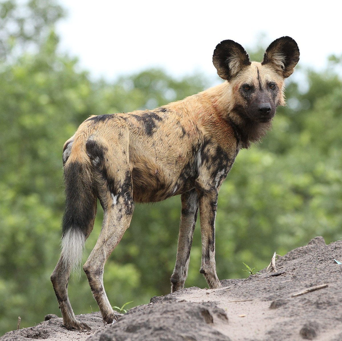 African_wild_dog,_Lycaon_pictus_at_Savuti,_Chobe_National_Park,_Botswana.jpg