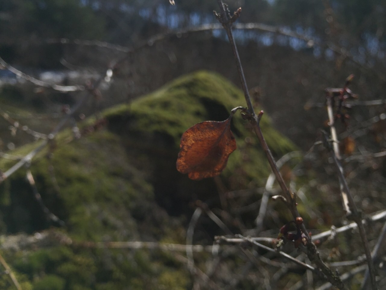 두창리 산책-2019.03.24 괴산미선나무-12488560713.jpg