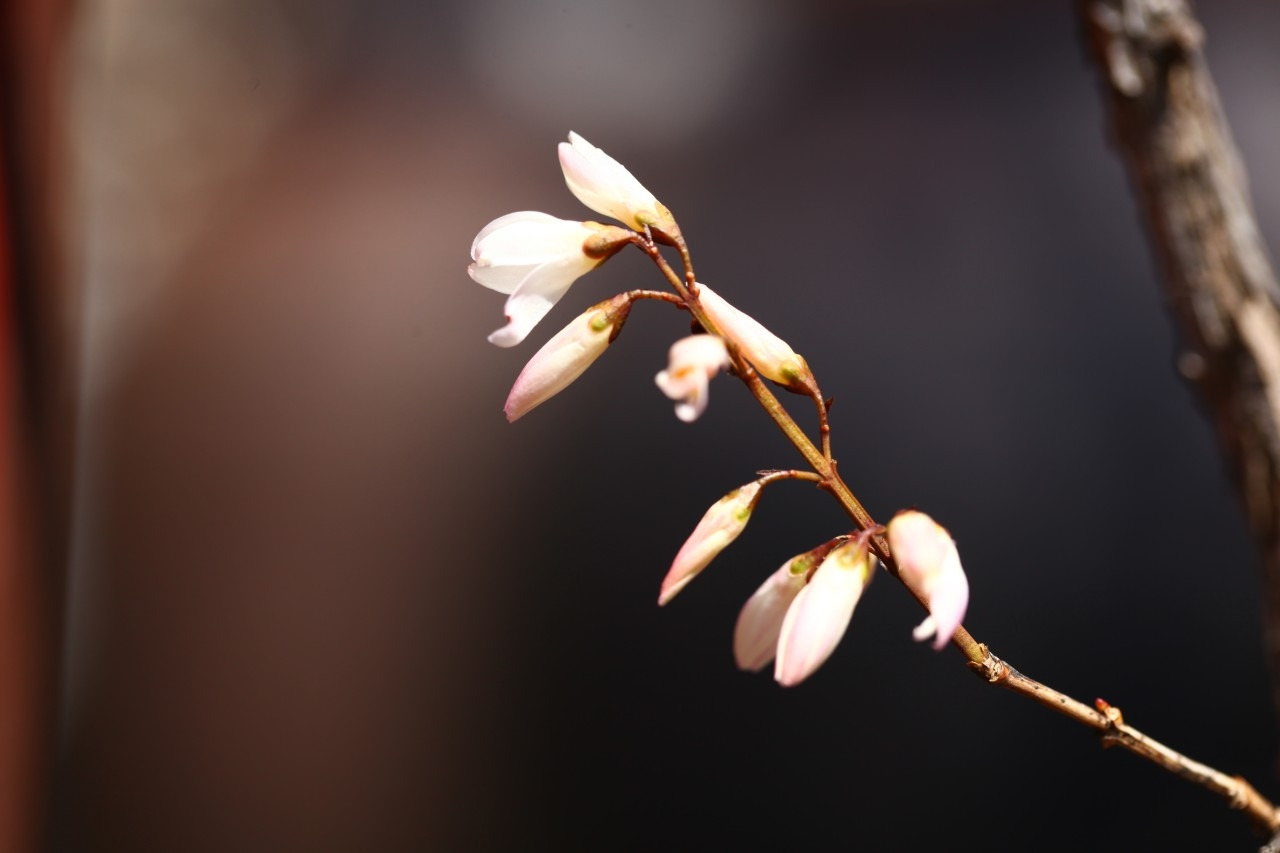 두창리 산책-2019.03.24 괴산미선나무-12487628433.jpg