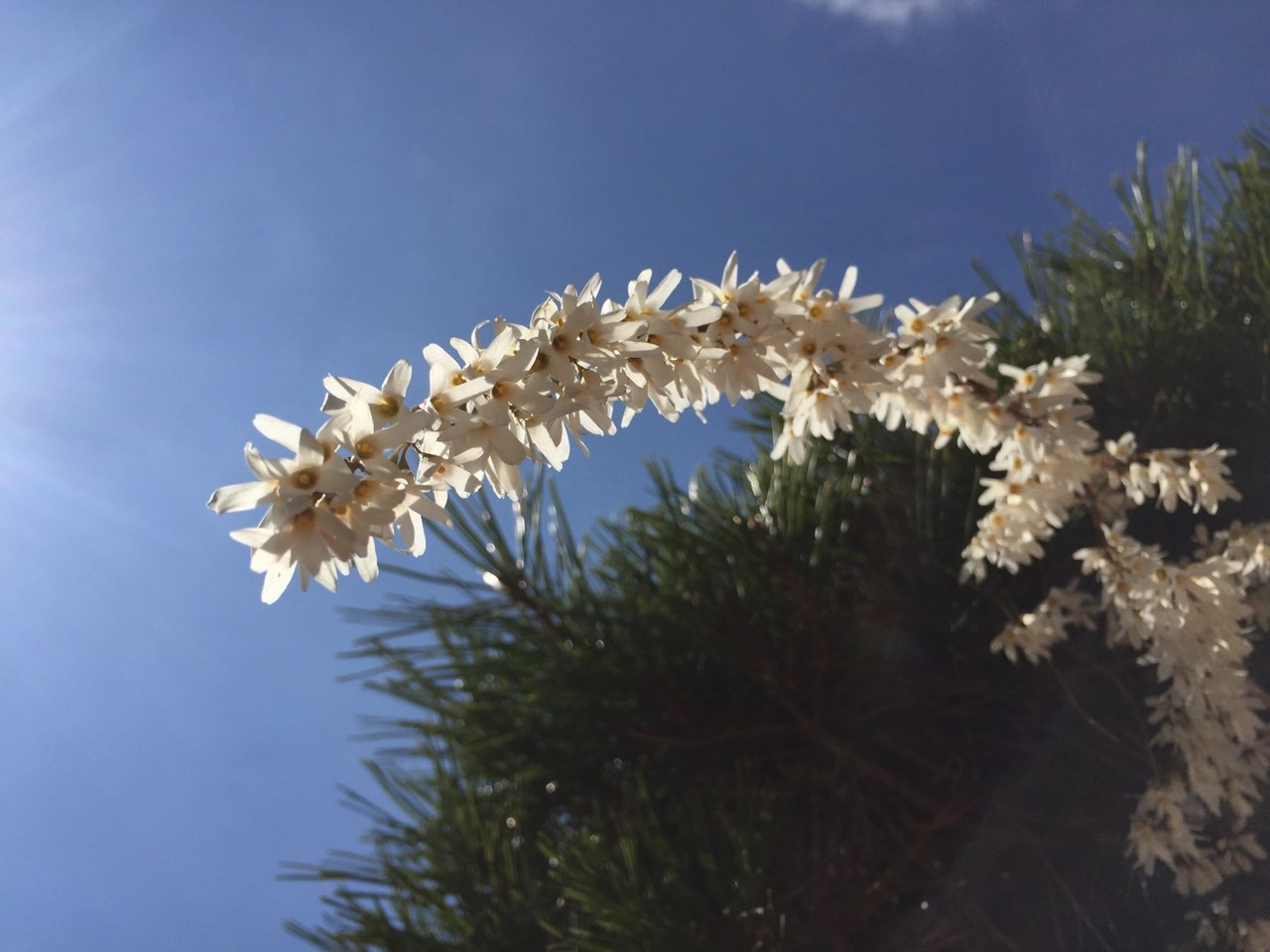 두창리 산책-2019.03.24 괴산미선나무-12488560715.jpg