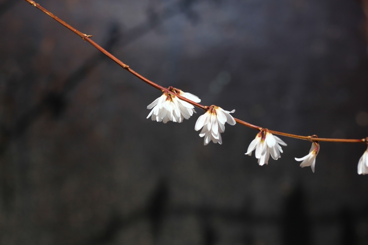 두창리 산책-2019.03.24 괴산미선나무-12487628435.jpg