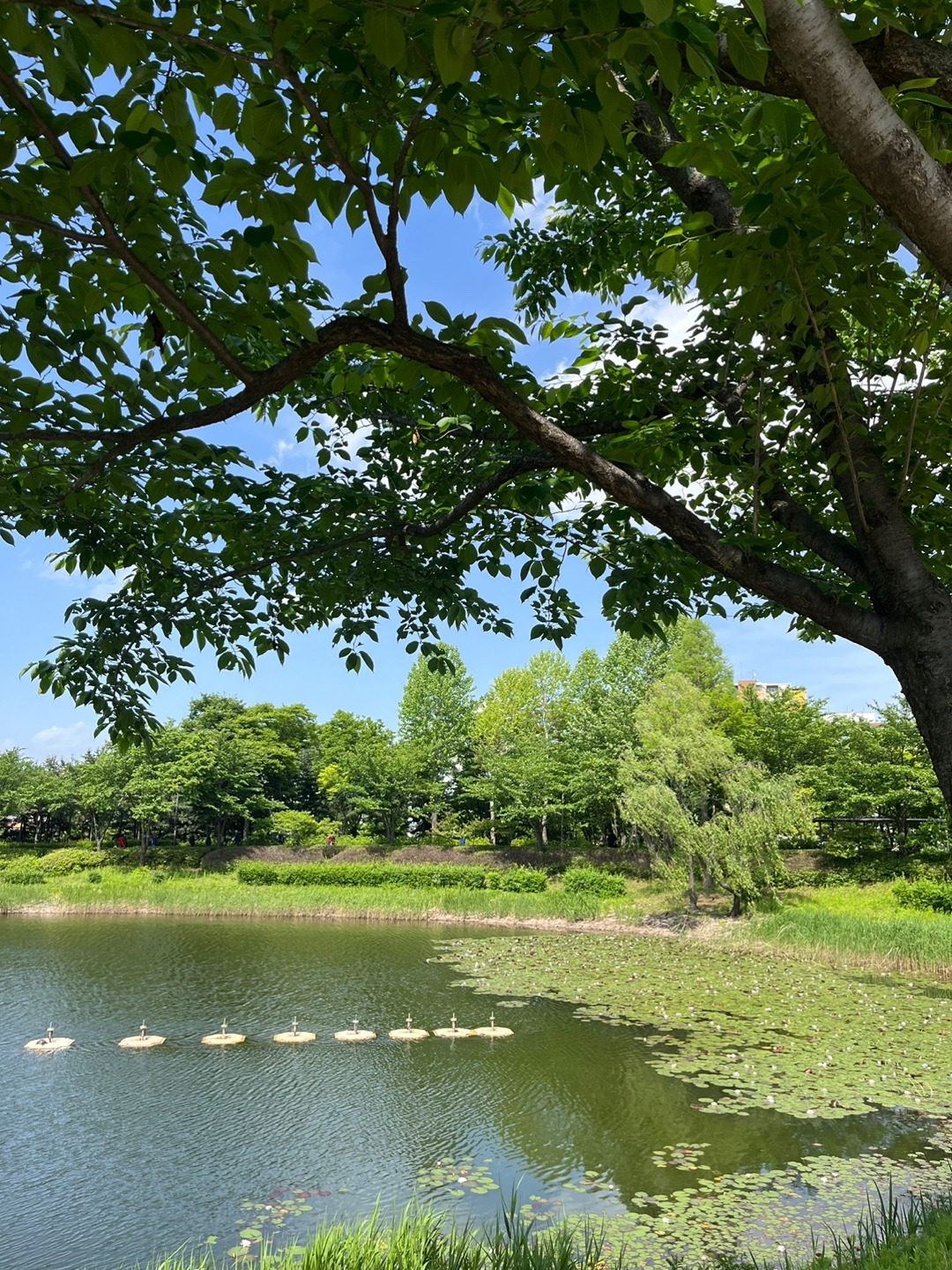 KakaoTalk_20240512_233723766.jpg