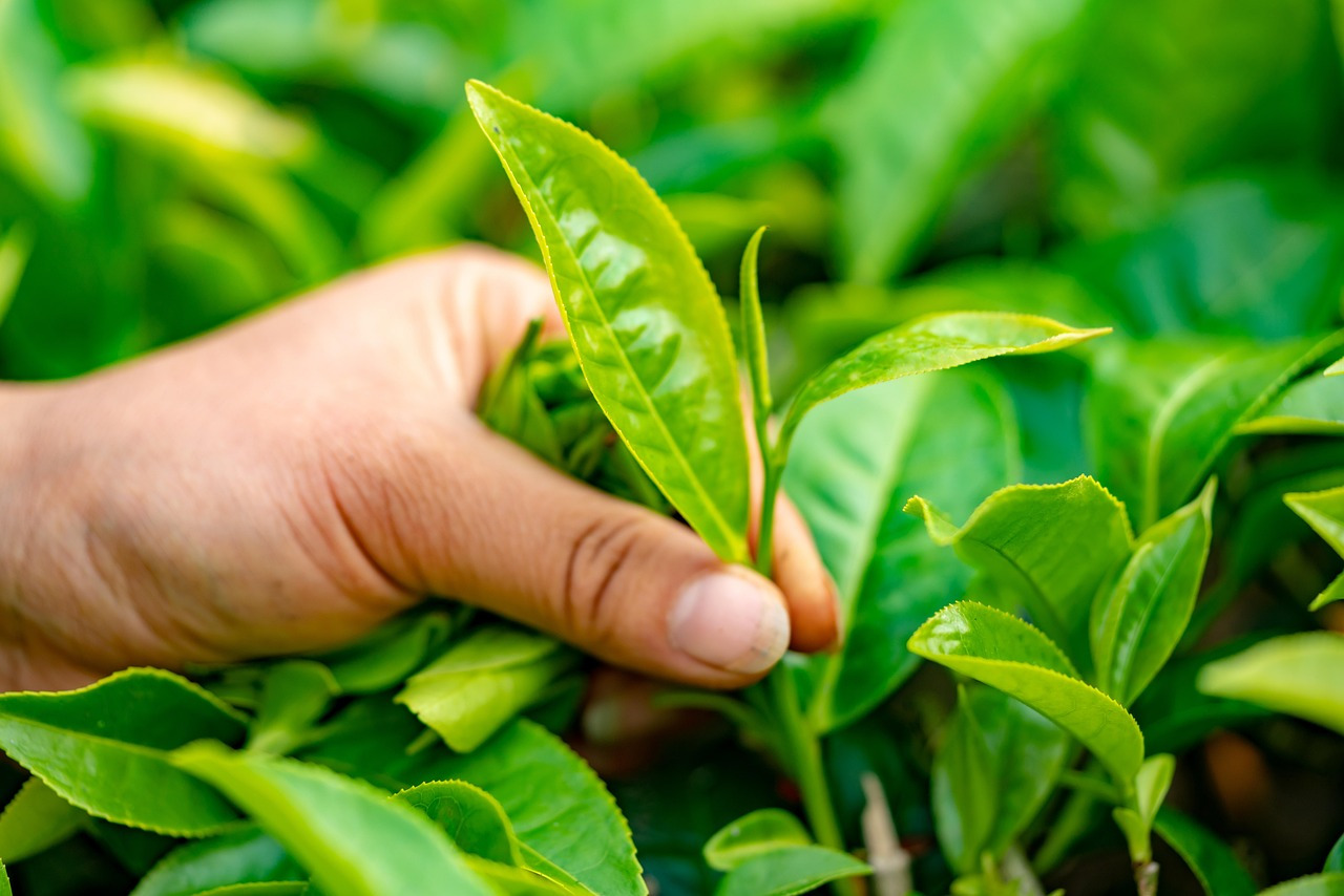 tea-leaves-4547924_1280.jpg