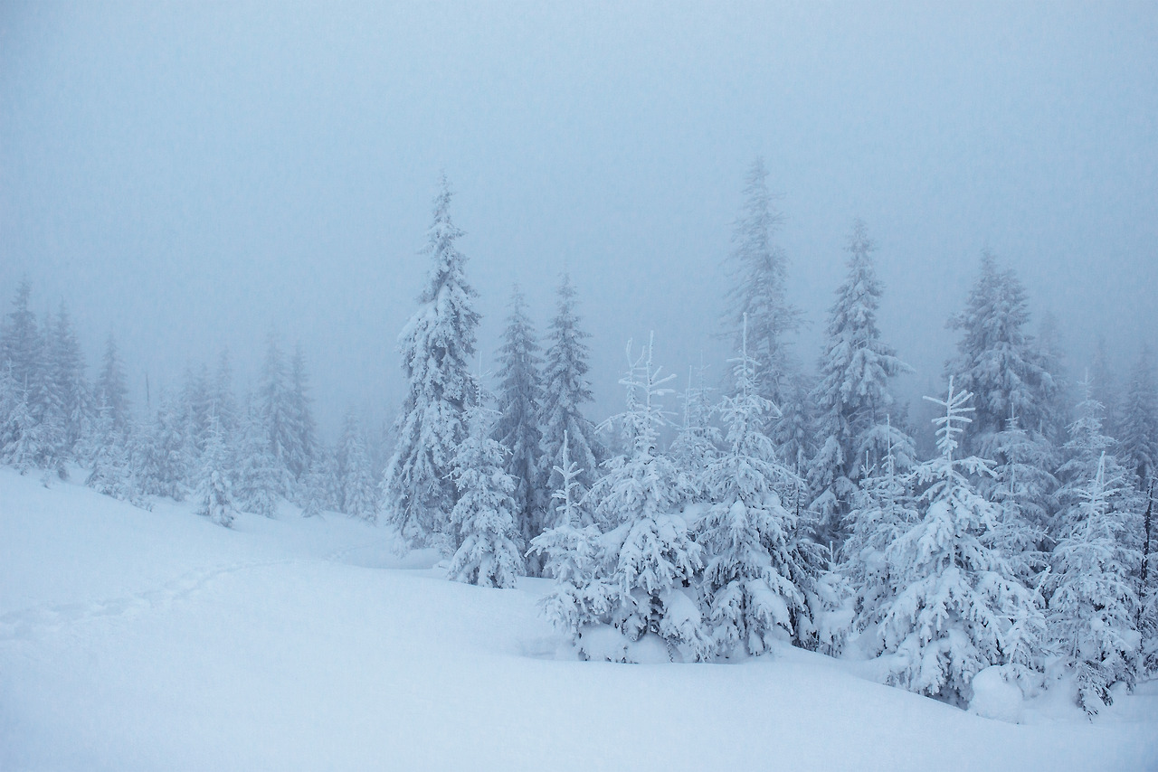 frozen-winter-forest-fog-pine-tree-nature-covered-with-fresh-snow-carpathian-ukraine.jpg