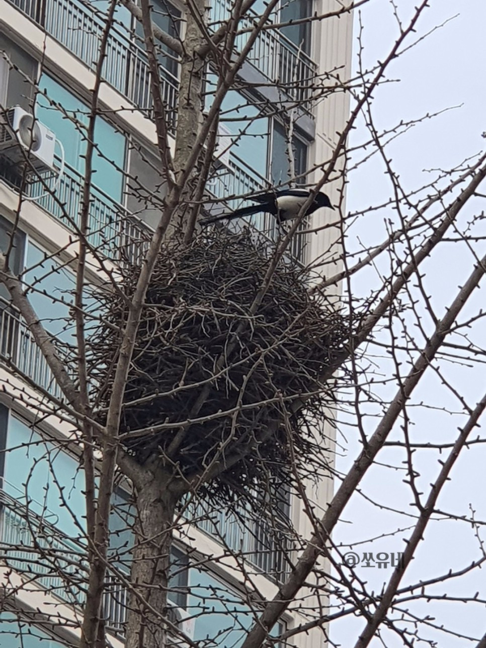 10화 까치집을 보며 얻은 깨달음