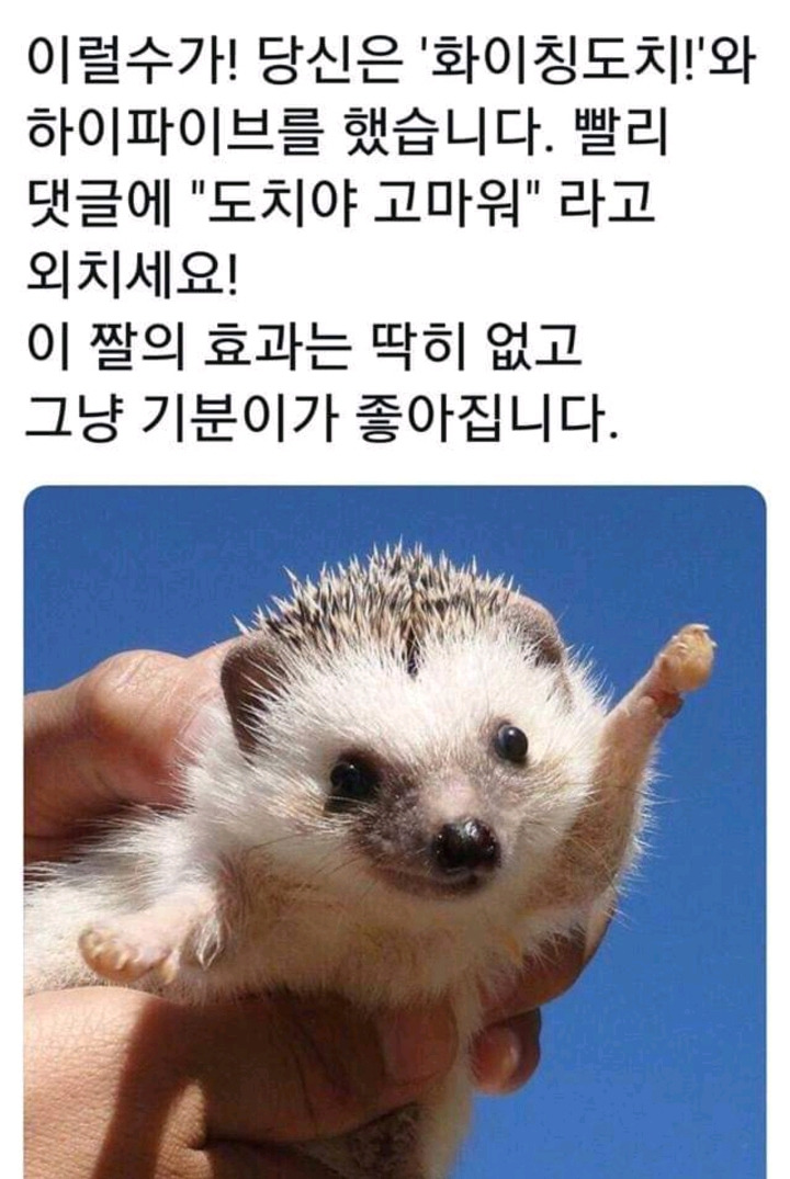 화이팅도치.jpg