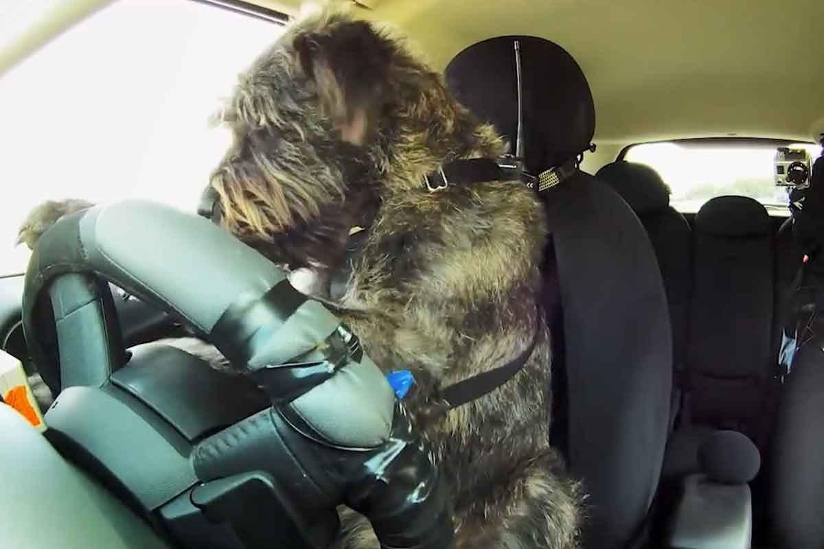 개 운전 해외뉴스 11.jpg