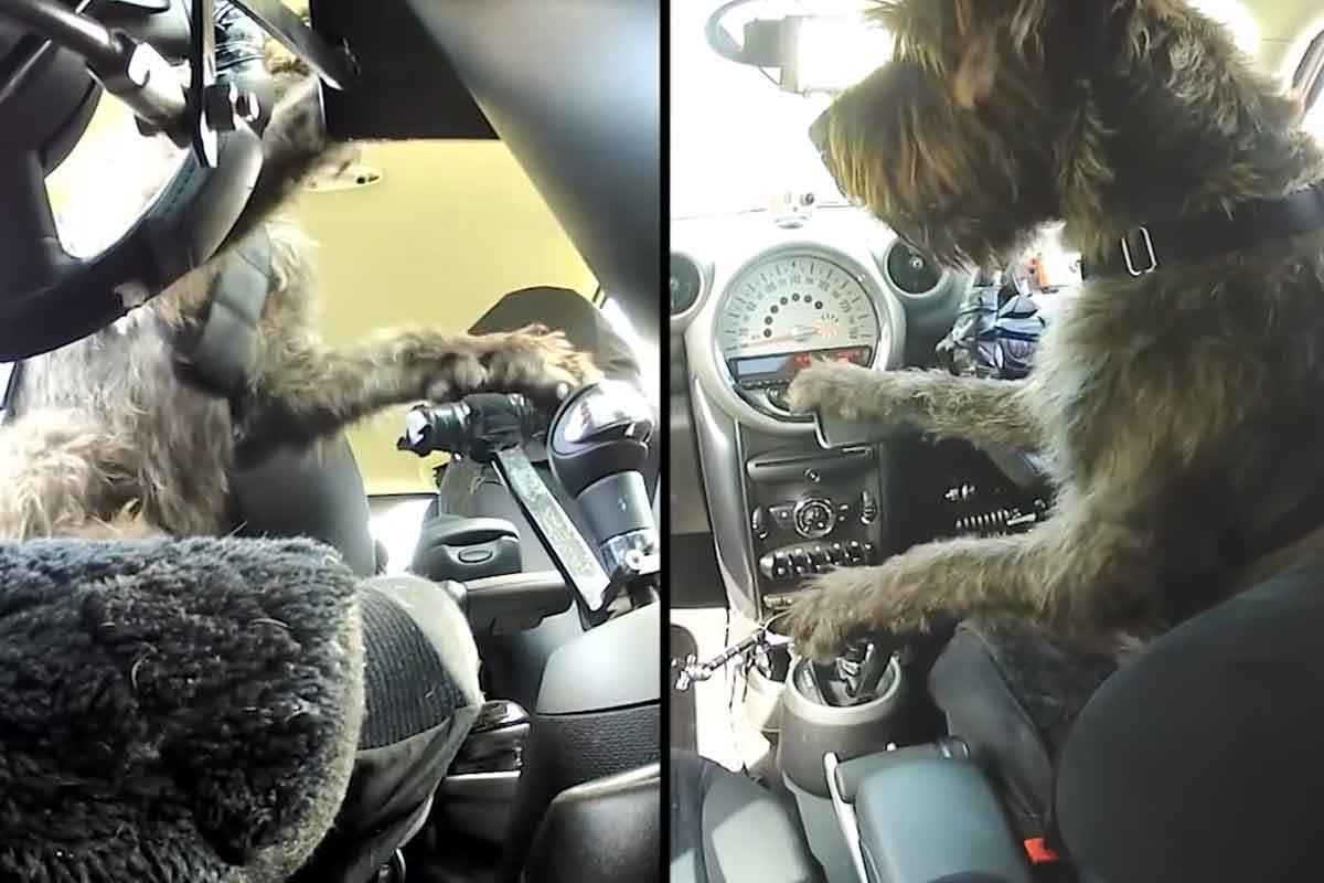개 운전 해외뉴스 5.jpg