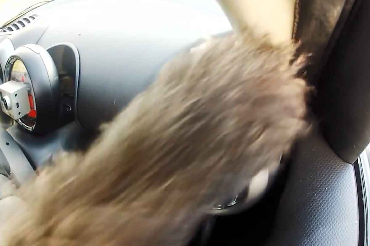 개 운전 해외뉴스 4.jpg