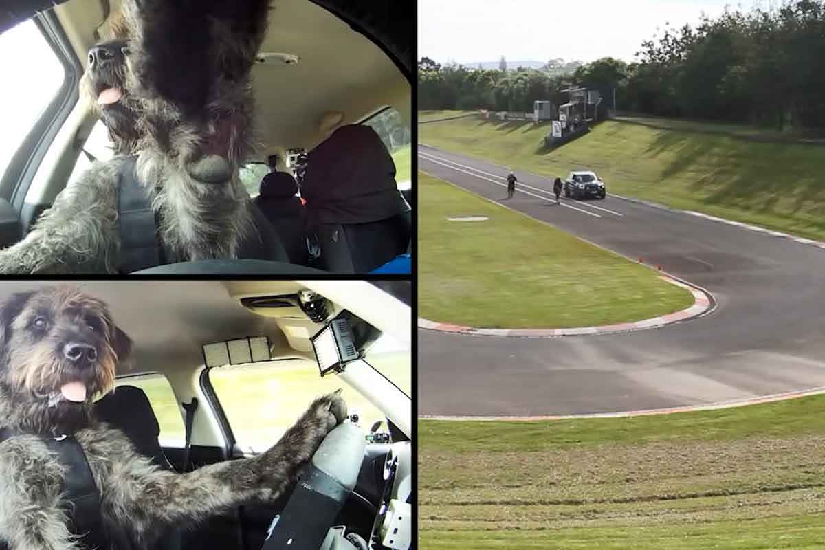 개 운전 해외뉴스 10.jpg