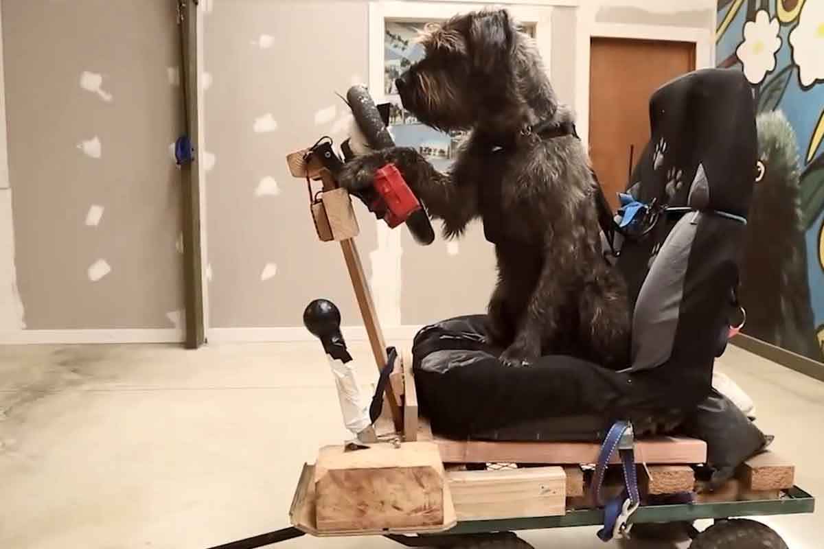 개 운전 해외뉴스 1.jpg