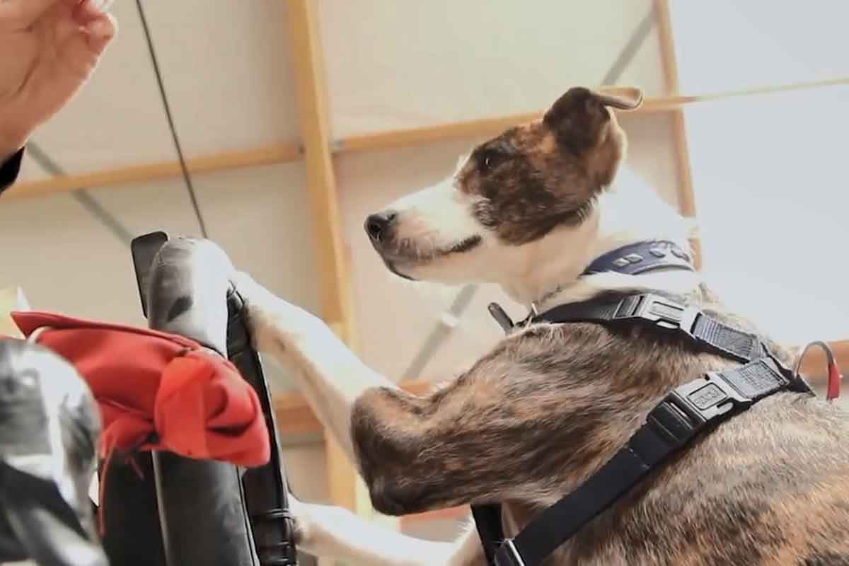 개 운전 해외뉴스 2.jpg