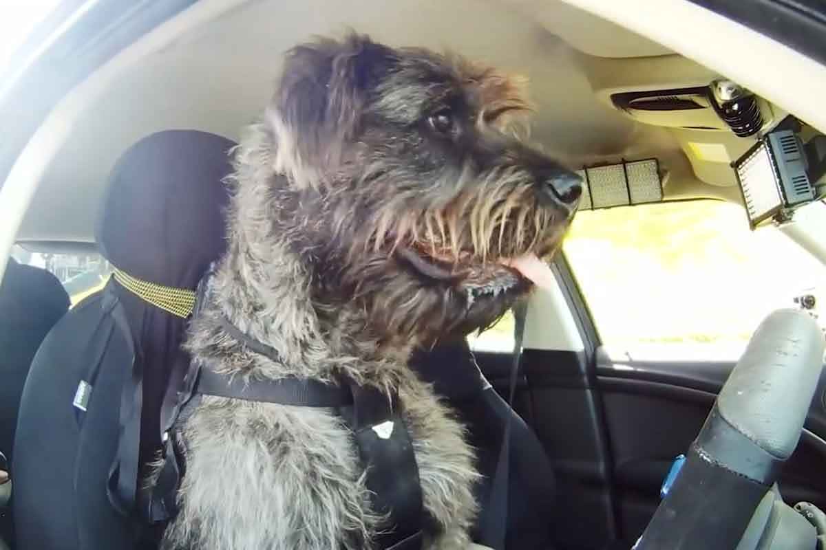 개 운전 해외뉴스 6.jpg