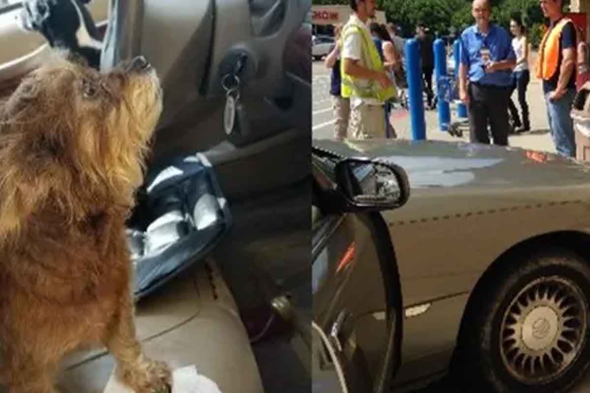 개 운전 해외뉴스 14.jpg