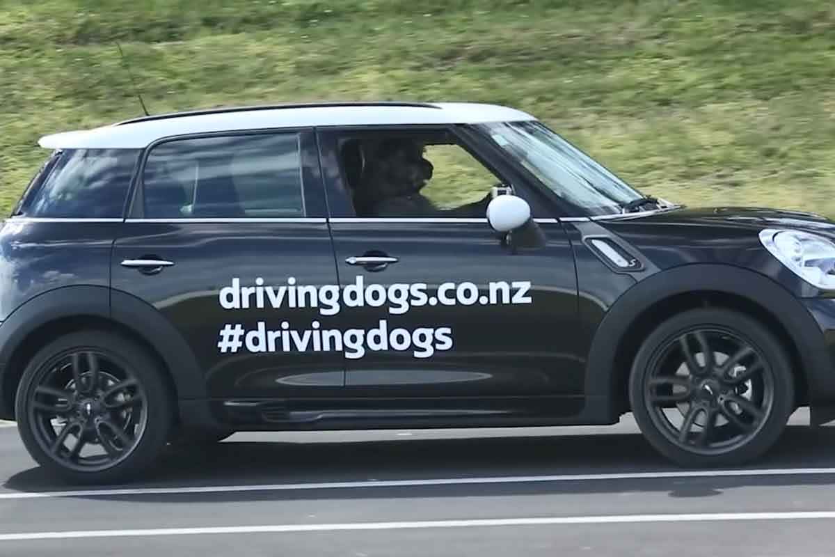 개 운전 해외뉴스 9.jpg