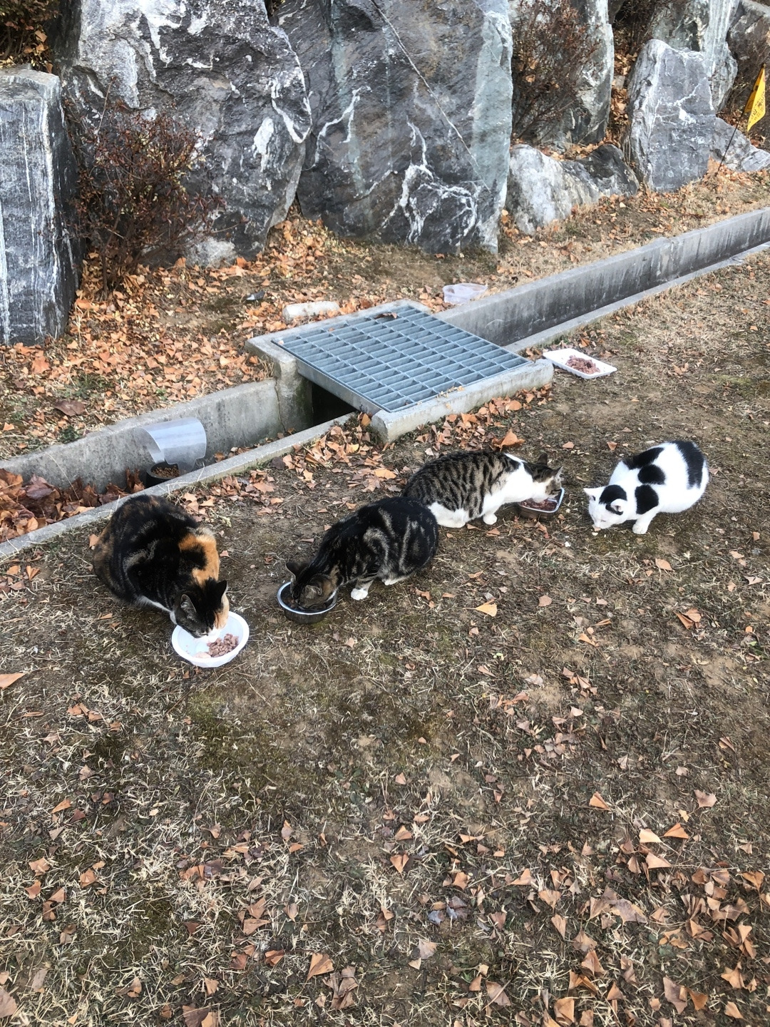 아롱이 가족.jpg