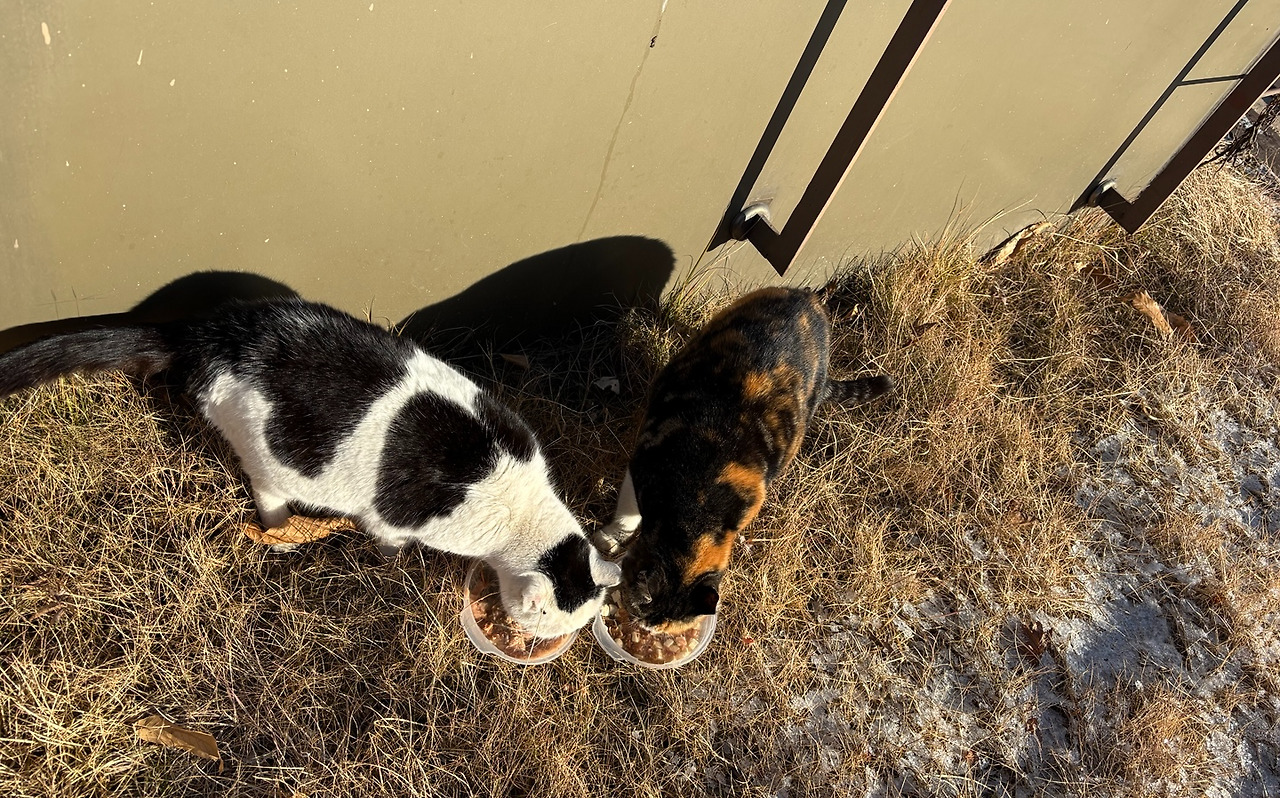 아롱이 사랑이.jpg