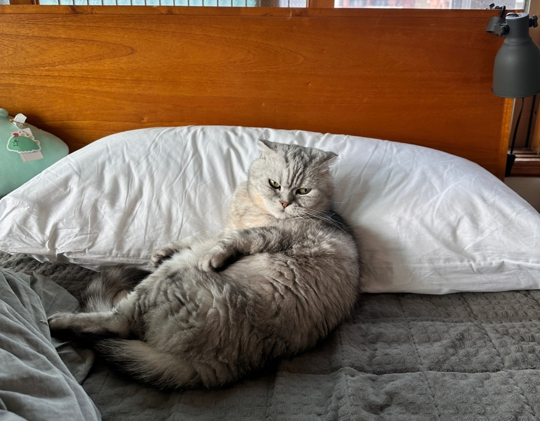 제주 고양이 뽀리.jpg