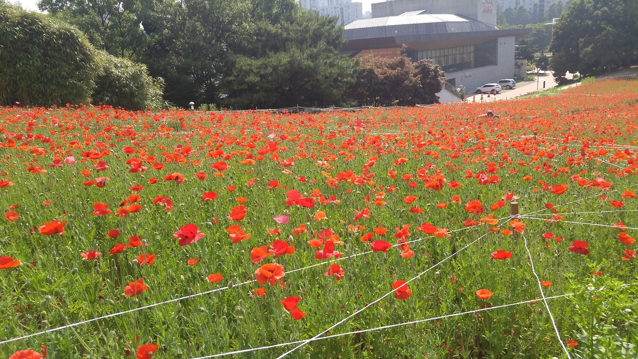 공원 양귀비.jpg