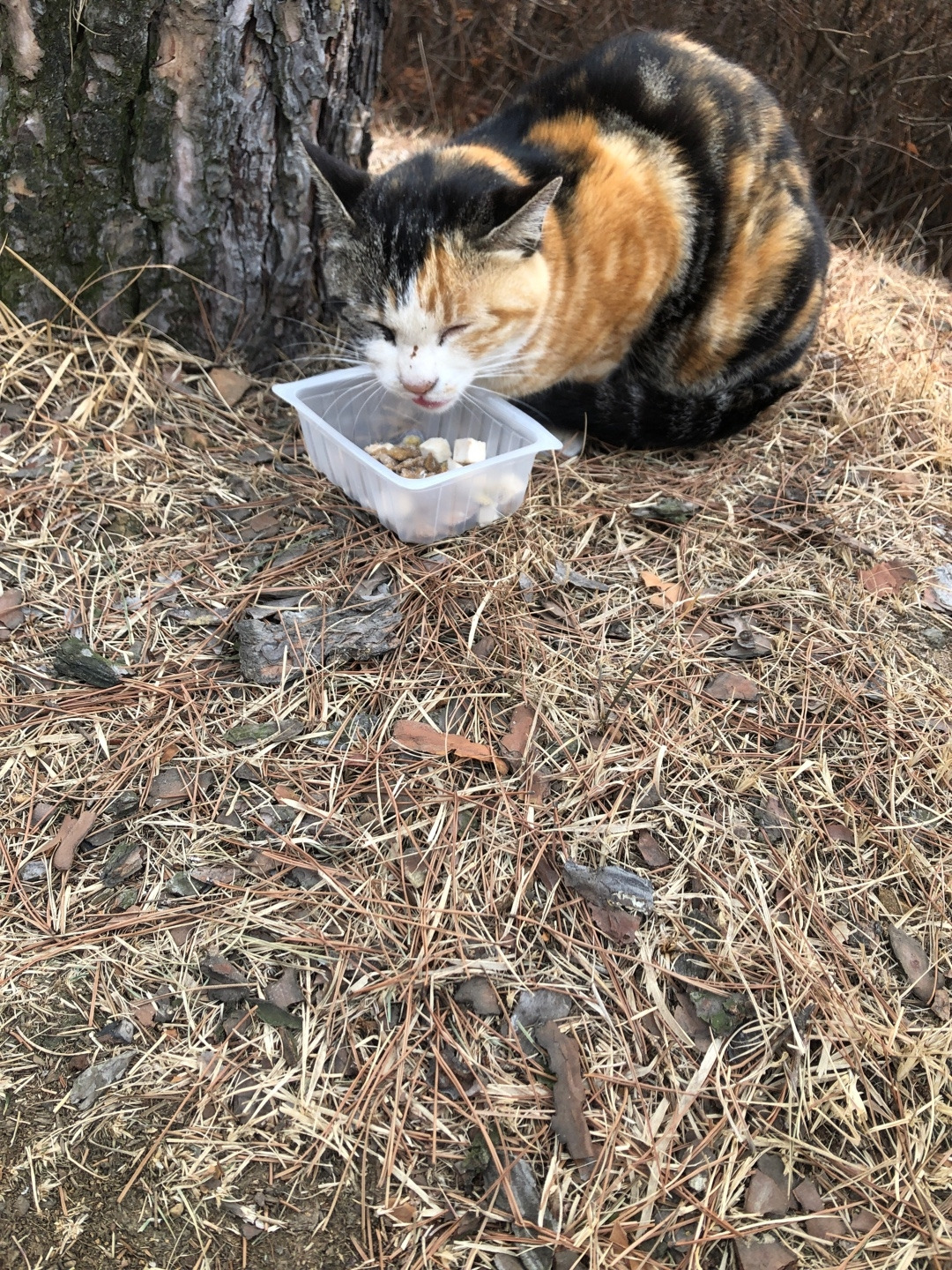 아파보이는 아롱이.jpg