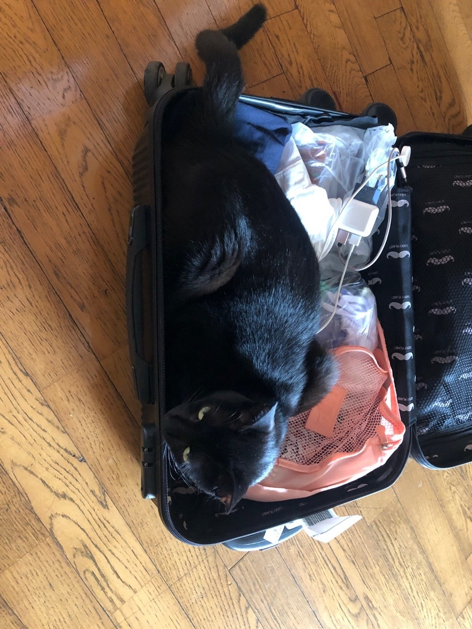 캐리어 까미.jpg