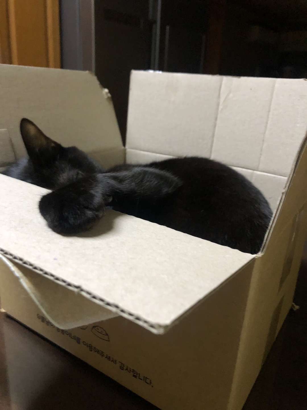 식탁위 까미.jpg