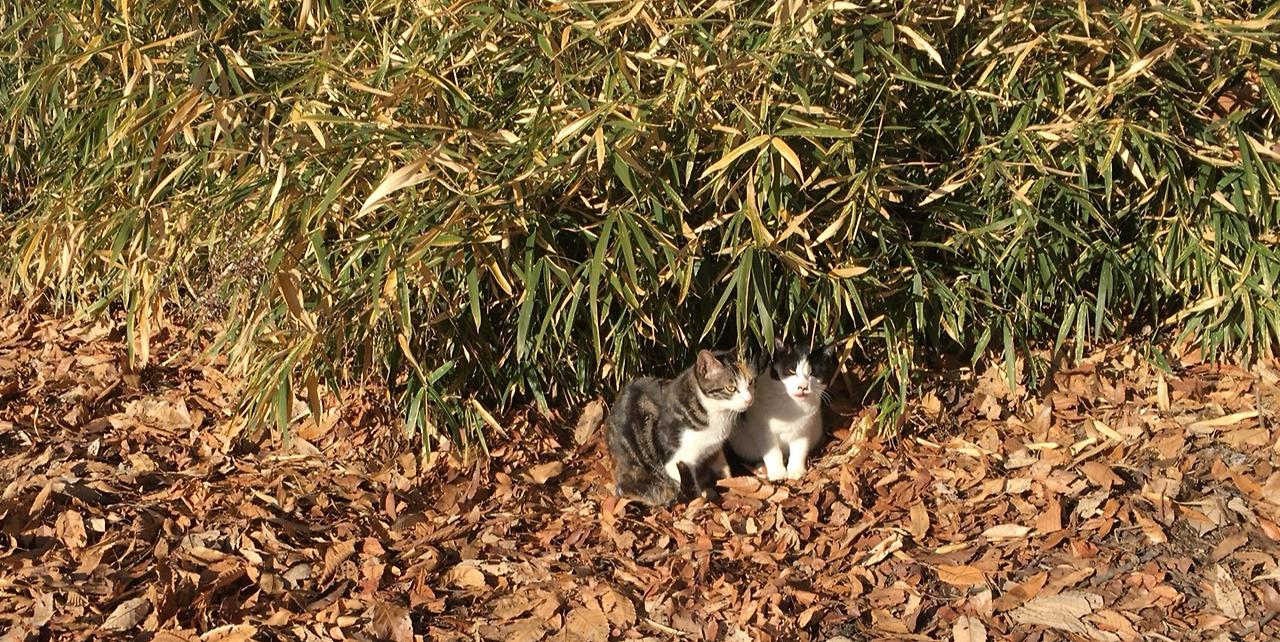 2019년 아롱이와 귀요미 남매.jpg