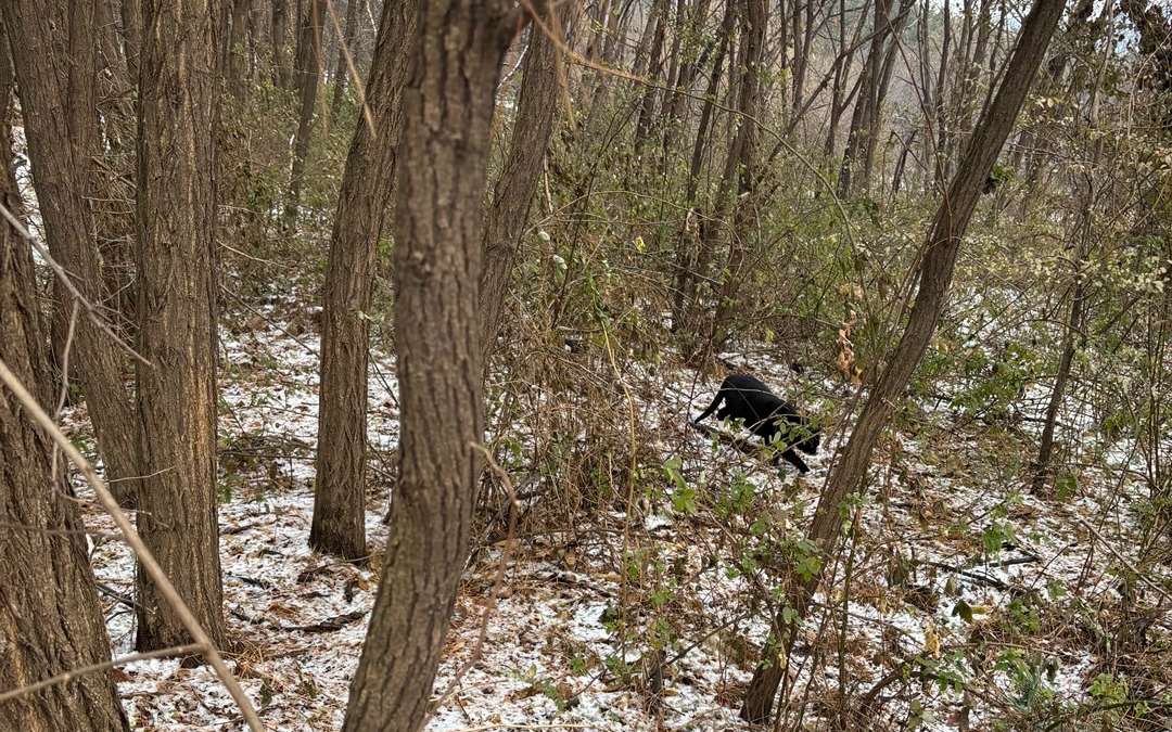 기다리는 초화 나무.jpg