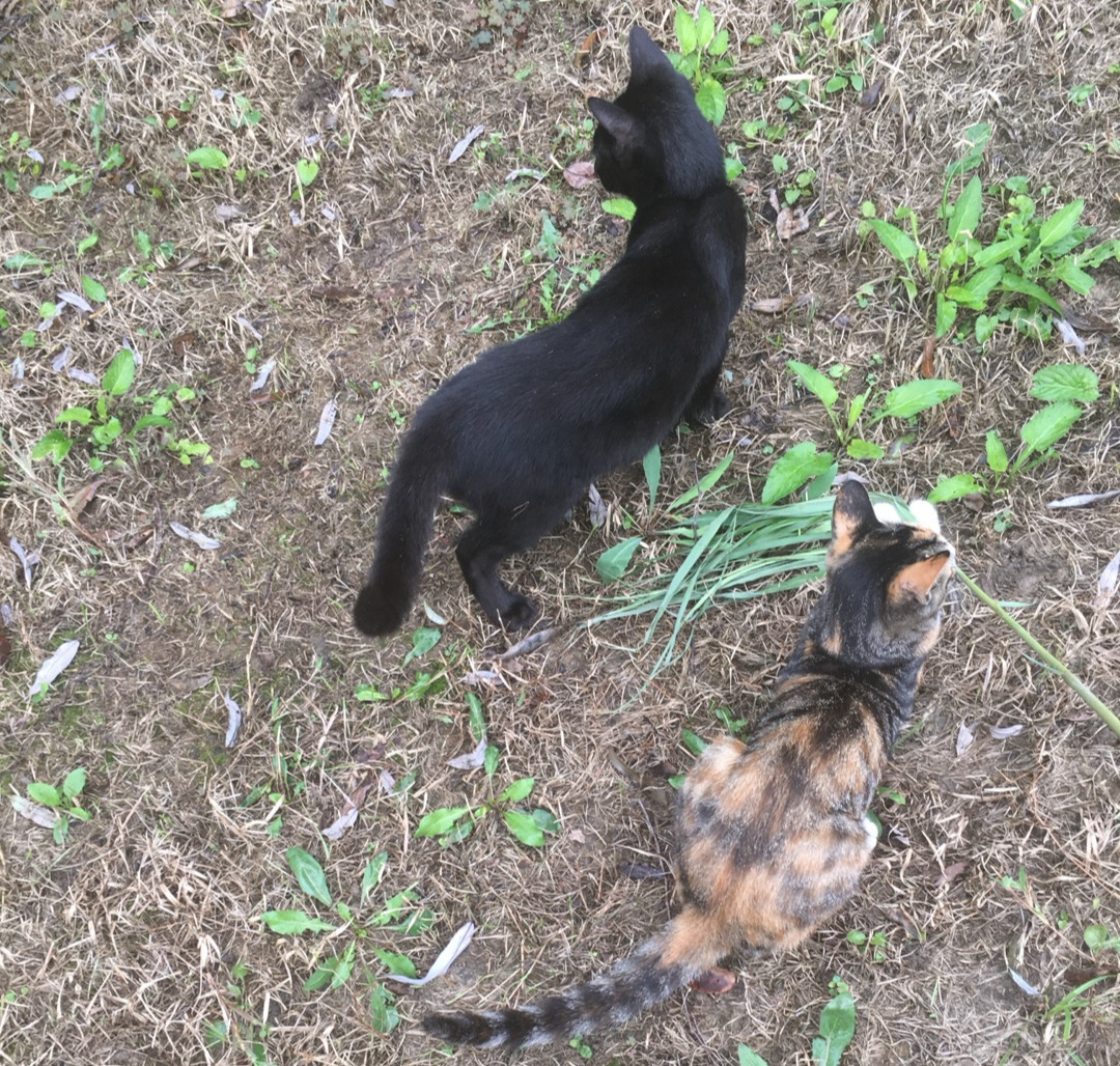 까미와 아미 공원.jpg