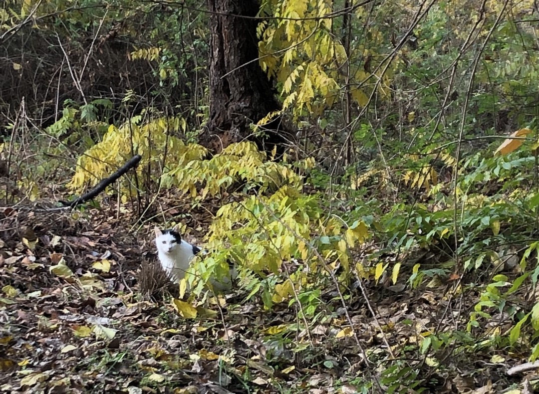 초화 하얀 냥이.jpg