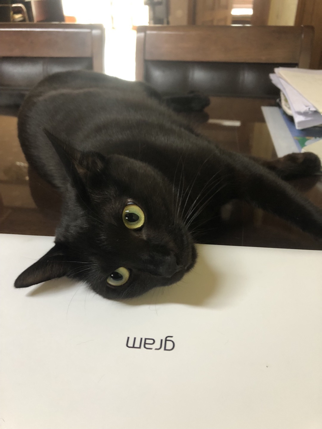 노트북을 사용 못하게 아예 드러누운 까미.jpg