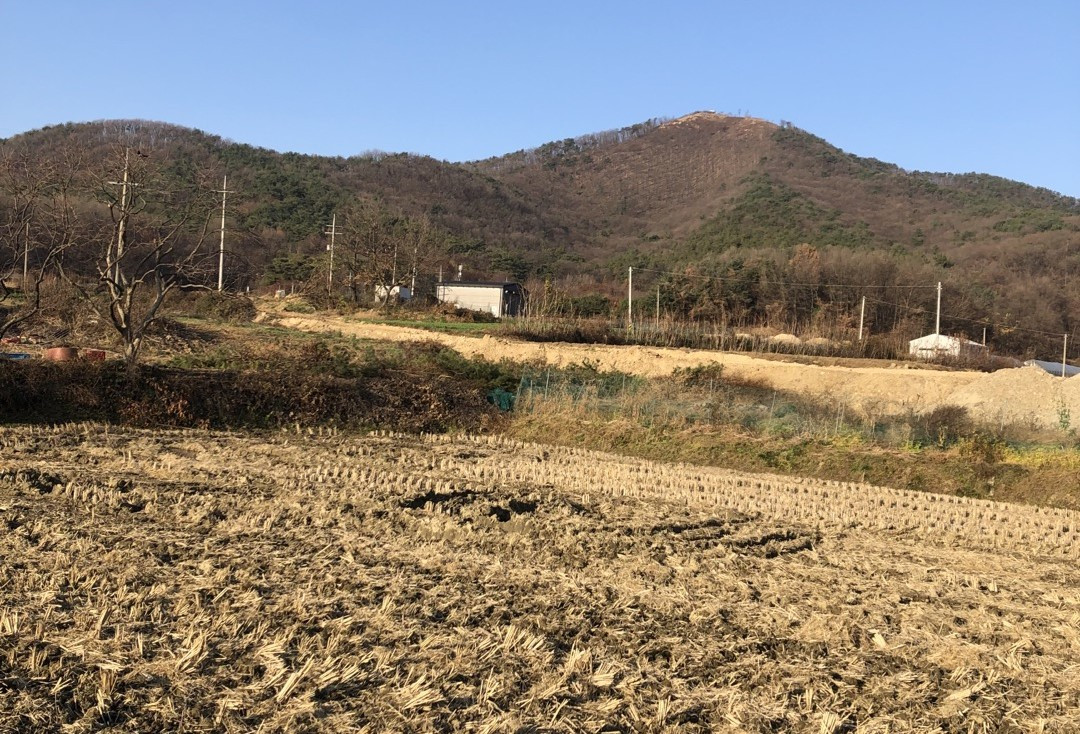 청요리 들판.jpg