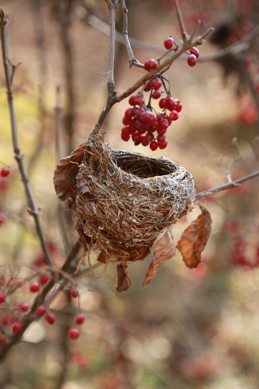 the-birds-nest-3826361_1280.jpg