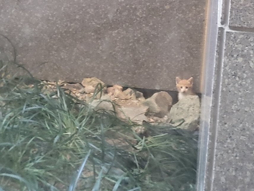 치즈 아기 혼자.jpg