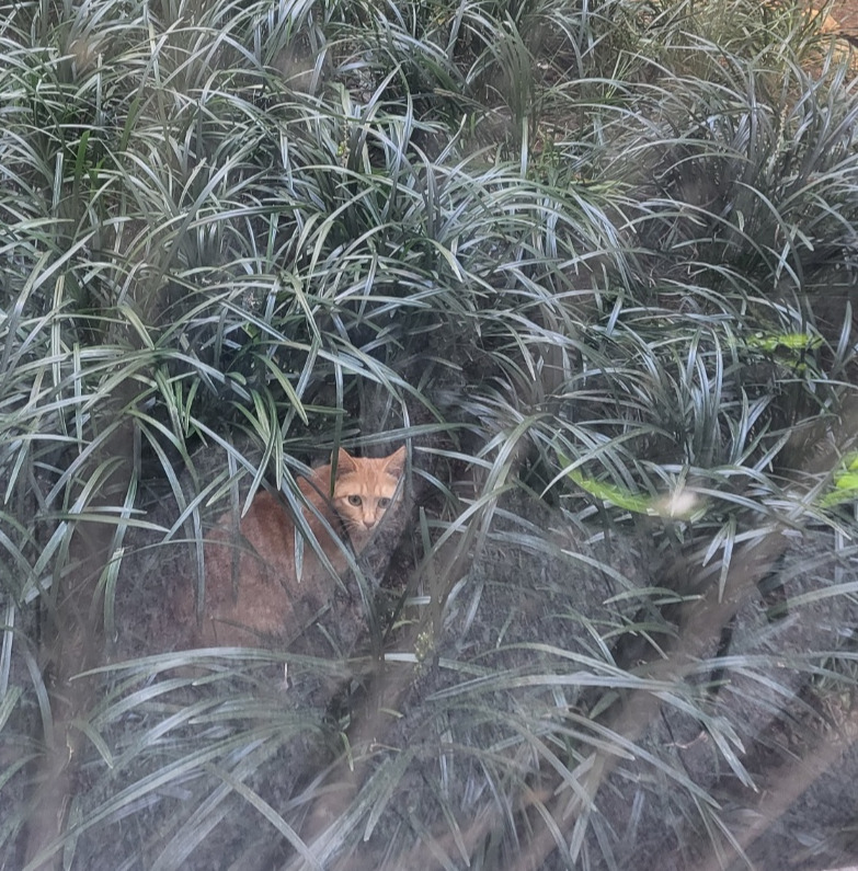 치즈혼자 멀리서 찍은 것.jpg